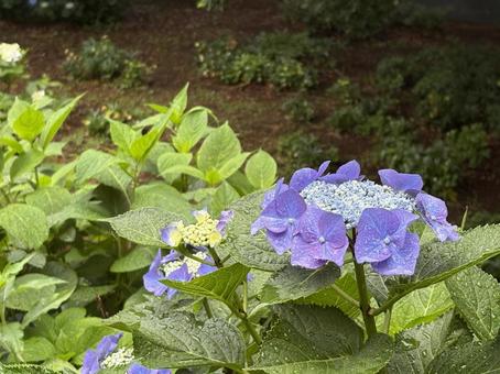 Hydrangea, JPG