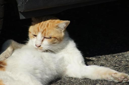 ねこ ねこ のらねこ,にゃんこ,可愛いの写真素材
