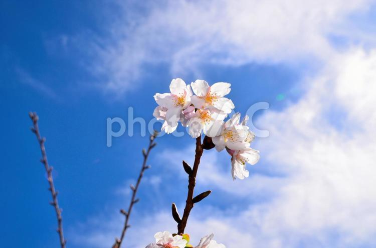 玉縄桜-3 さくら,サクラ,玉縄の写真素材