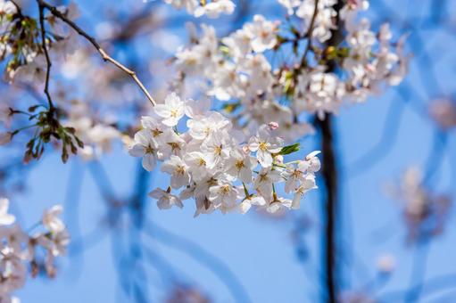 桜開花 桜開花の写真