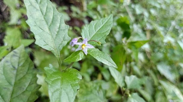 イヌホウズキあるいはワルナスビの花の写真