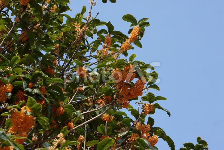 金木犀と青空 キンモクセイ,金木犀,常緑樹の写真素材