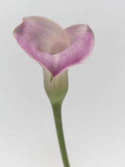 ピンク色のカラーの花 ピンク色のカラーの花の写真