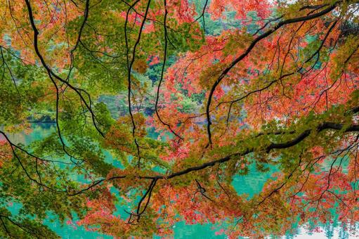 紅葉の壁 紅葉,もみじ,湖の写真素材