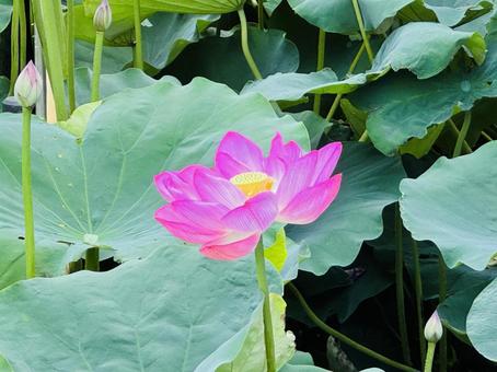 蓮の花 蓮の花の写真