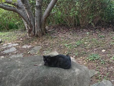 平磯緑地の黒猫 ネコ,ノネコ,野良猫の写真素材