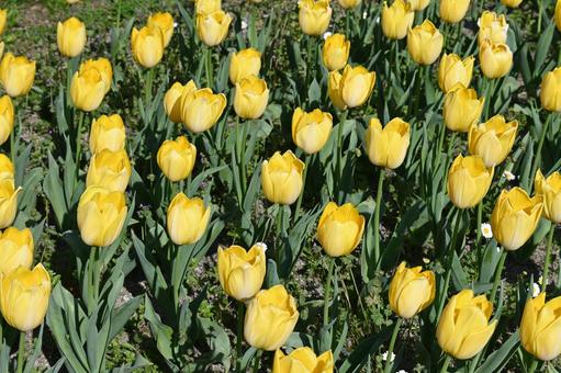 黄色のチューリップ畑(一眼レフ) 黄色のチューリップ畑(一眼レフ) チューリップ,花,お花畑の写真素材