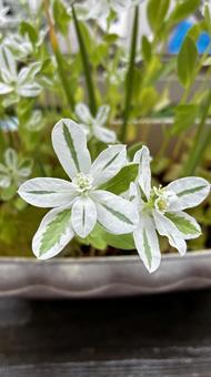 初雪草 初雪草の写真