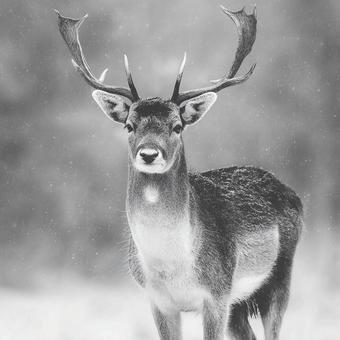 雪の降る日の鹿の眼差し 雪の降る日の鹿の眼差しの写真