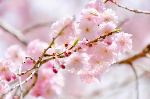 八重紅枝垂桜 八重紅枝垂桜 桜,八重紅枝垂,花の写真素材