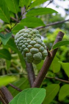 釈迦頭（バンレイシ）の未熟果実 釈迦頭,バンレイシ,シュガーアップルの写真素材