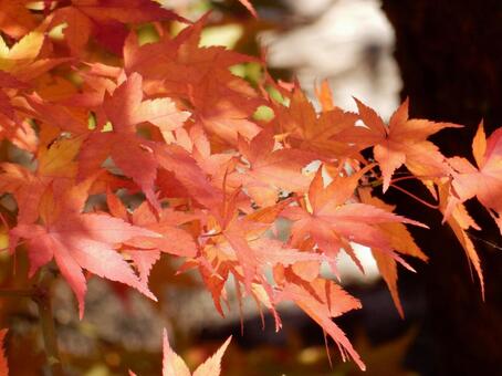 【紅葉写真】美しい紅葉風景 モミジ,紅葉,晩秋の写真素材