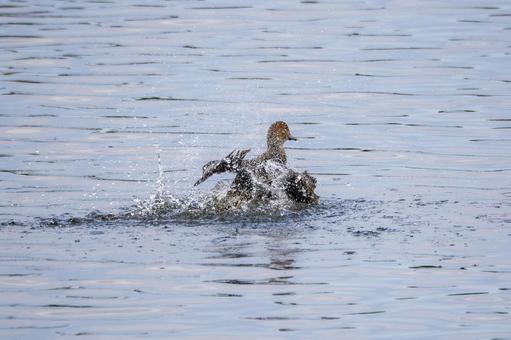 マガモの水浴び⑸の写真