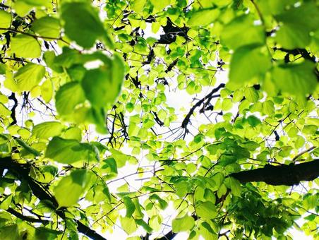 葉 葉 森,木,林の写真素材