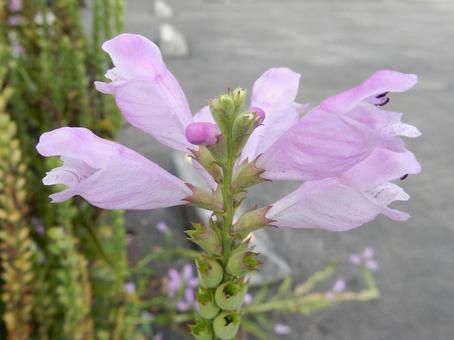 【花の写真】ハナトラノオ（花虎の尾） ハナトラノオ,花虎の尾,植物の写真素材