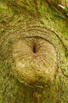 緑色に苔むした木の幹の節穴 緑色に苔むした木の幹の節穴の写真