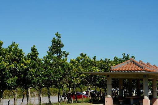 南風（はえ）の休日 自然,赤瓦,グリーンの写真素材