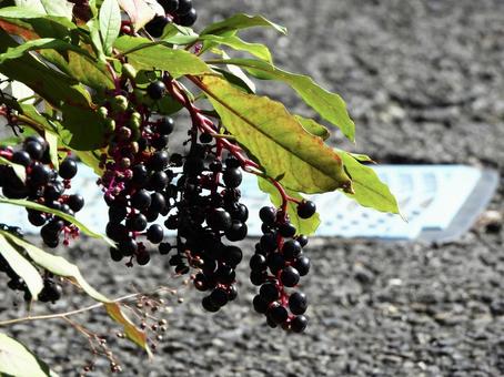 実のなる木 実のなる木 植物,実,自然の写真素材