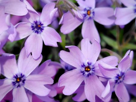 Purple moss phlox close-up, JPG Purple moss phlox close-up, JPG