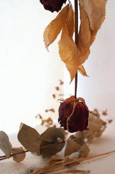 薔薇 薔薇の写真