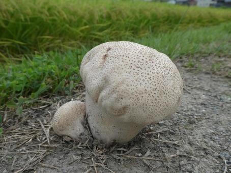 奇妙なキノコ　オニフスベの写真