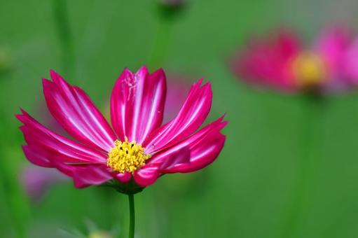 在秋風中綻放, JPG 在秋風中綻放, cosmos, autumn cherry blossoms, flower, JPG