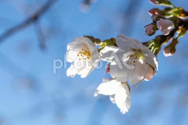 桜01 桜,ソメイヨシノ,卒業の写真素材