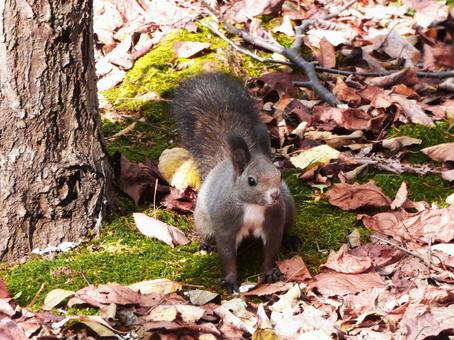 北海道に生息の可愛いエゾリス エゾリス,リス,栗鼠の写真素材