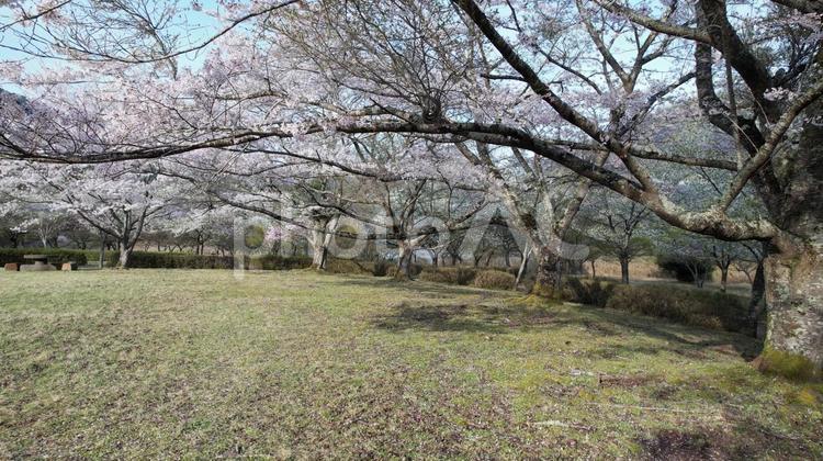 大野ダム公園の桜 大野ダム公園,桜,春の写真素材