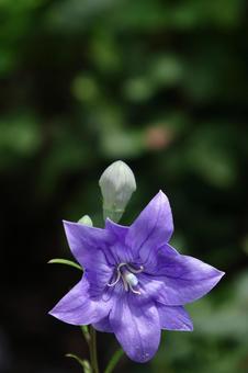 Photo, campanulaceae, flower, bellflower family, 