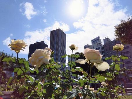 中之島バラ園 中之島バラ園の写真