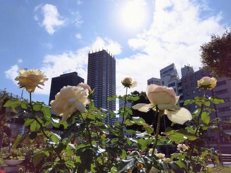 Photo, nakanoshima rose garden, rose garden, flour, 