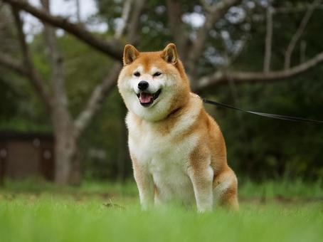 お座りする柴犬 お座りする柴犬 犬,柴犬,可愛い犬の写真素材