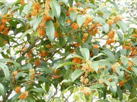 金木犀 金木犀,オレンジ,秋の花の写真素材