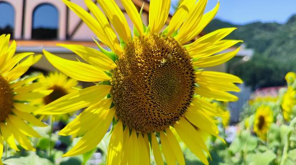 夏を抱きしめる花畑 夏を抱きしめる花畑の写真