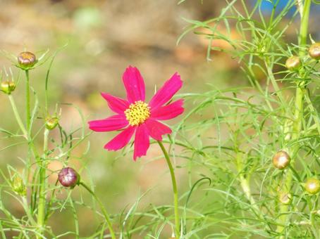 【花の写真】コスモス（秋桜） コスモス,秋桜,自然の写真素材