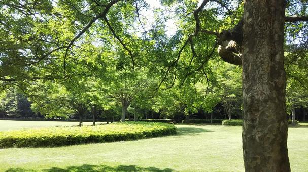 初夏の緑 初夏の緑の写真