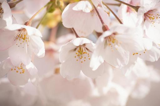朝の陽光に照らされる桜 朝の陽光に照らされる桜の写真