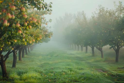 朝霧に包まれた果樹園の写真