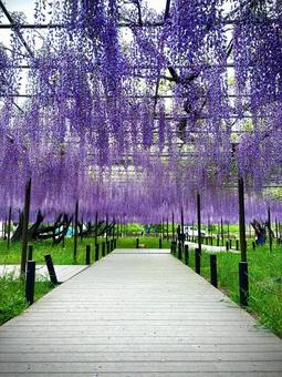 Wisteria trellis at Okazaki Castle Park, JPG Wisteria trellis at Okazaki Castle Park, JPG