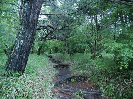 編笠山への登山道 編笠山への登山道 八ヶ岳,編笠山,観音平の写真素材
