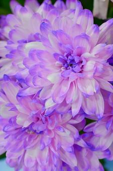 紫色のスプレーマムの写真