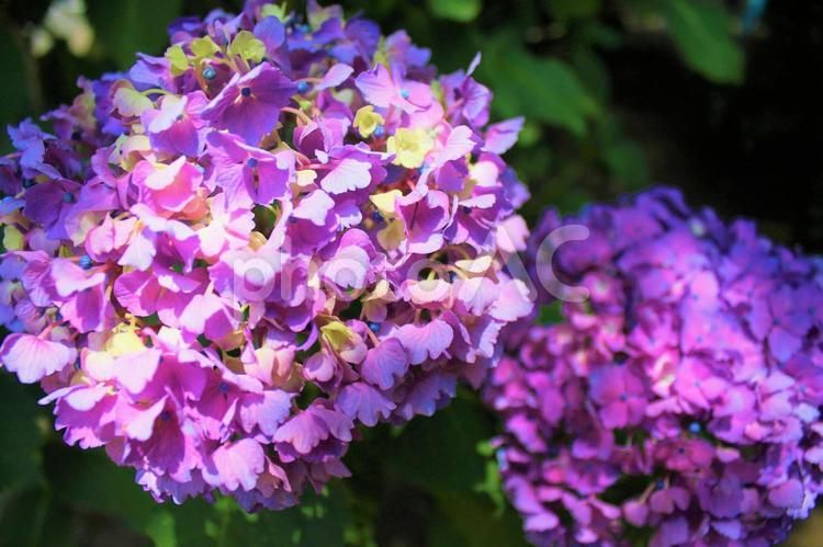 アジサイ あじさい,アジサイ,紫陽花の写真素材