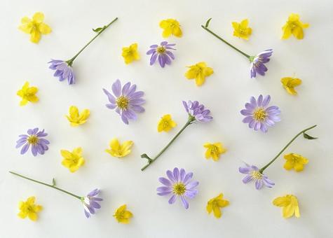白背景にミヤコワスレとコバンコナスビ 白背景にミヤコワスレとコバンコナスビ 花,植物,コバンコナスビの写真素材