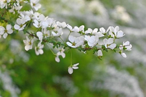 Spiraea flower, JPG Spiraea flower, JPG