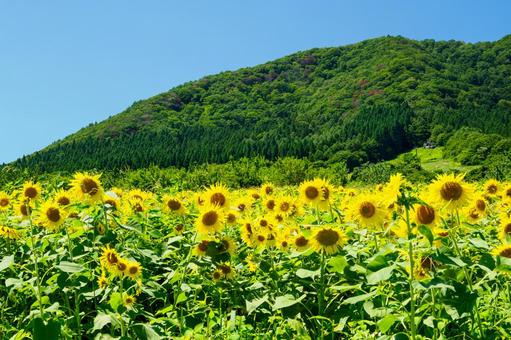 ヒマワリ(51) ヒマワリ(51) 夏,花,ヒマワリの写真素材