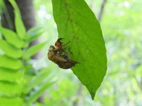 Cicada shell, JPG Cicada shell, JPG