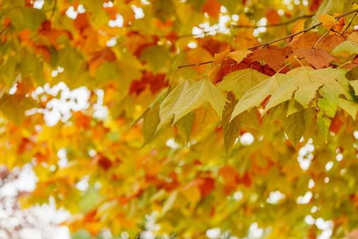 プラタナス 紅葉,プラタナス,モミジバスズカケノキの写真素材