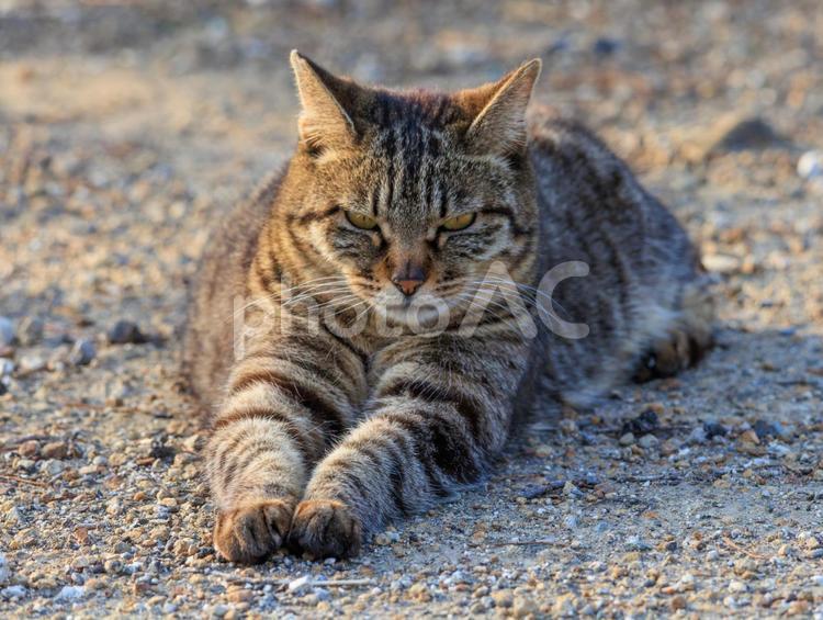 海の公園に居るキジトラ猫です。 猫,野良猫,地域猫の写真素材