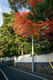 紅葉 紅葉,もみじ,荻窪の写真素材